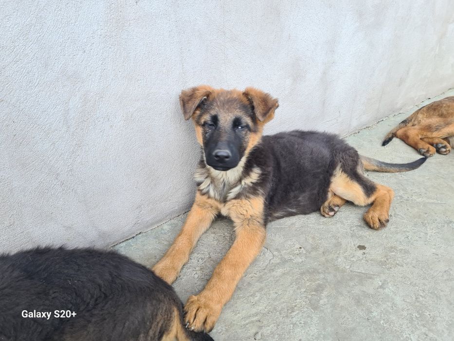Catei 1-6 luni, vaccinati si deparazitati.