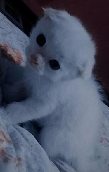 Scottish fold mushuk sotiladi