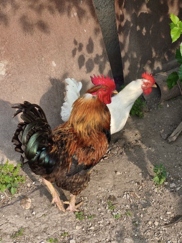 Продавам Петел на 1г