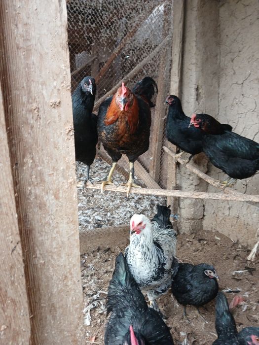 Joja xorozlar xali qichqirmagan sotiladi