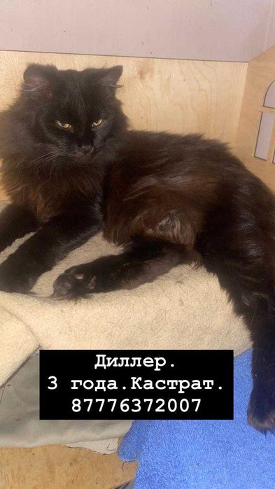 Кошки, кот, котенок в ответственные руки