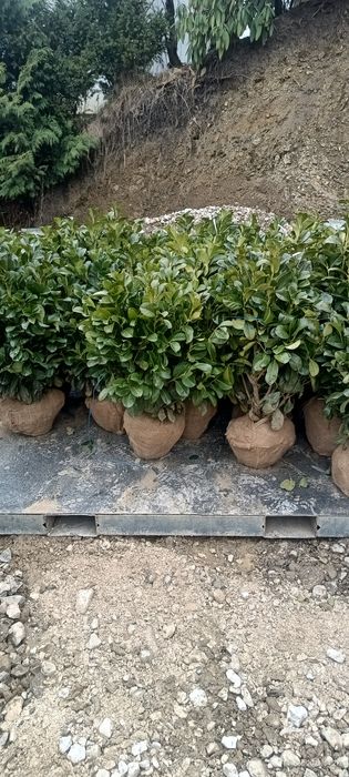 Vând plante ornamentale