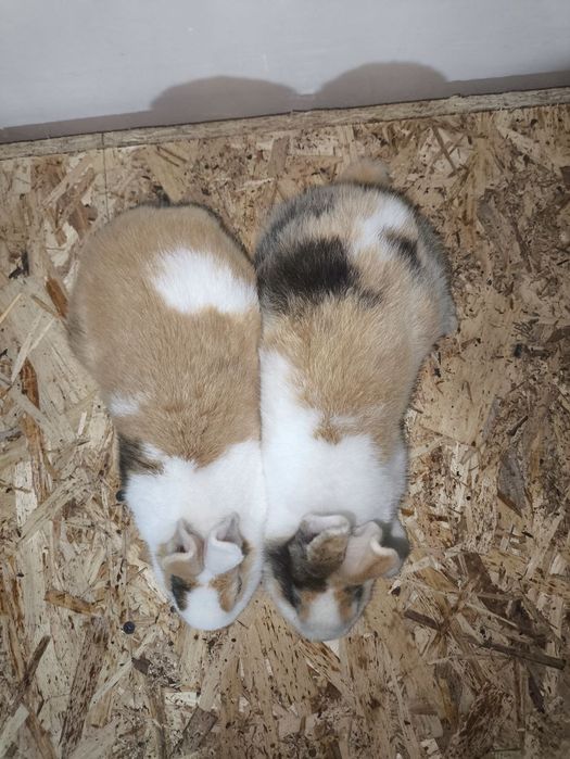 Декаратив куйончалар болалари хархели зурлари сотувда Самарканд шахар