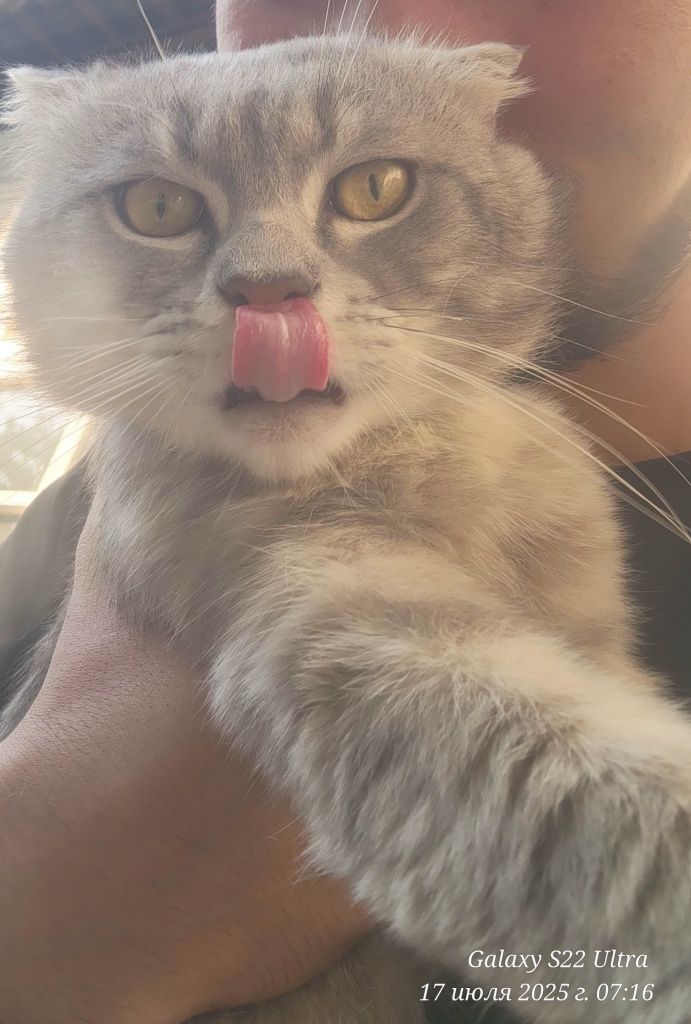 Scottish Fold Vyaskaga