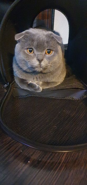 Котик ждет невесту,вязка,шотландец,скотиш фолд,вязка кота,вязка кошки