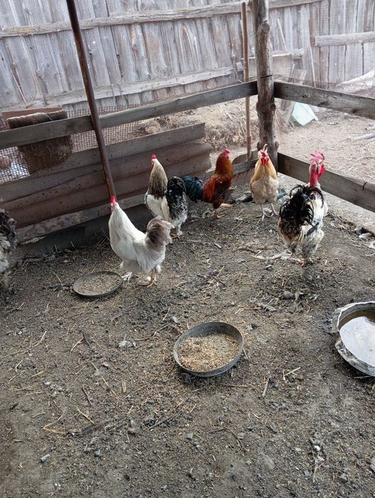 Продам молодых петухов