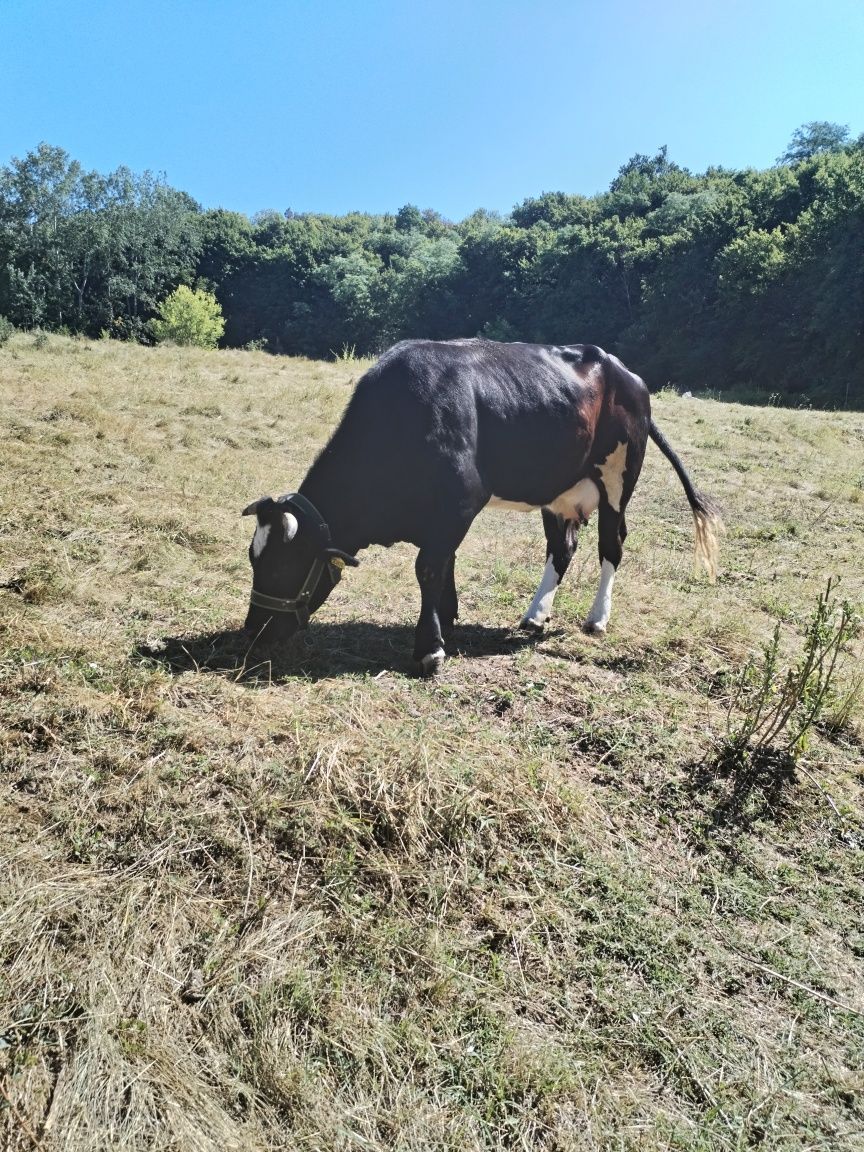 Vaca de lapte de vânzare