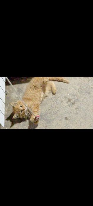 Turetskiy angora bolasi обменам bor quyon, baliq, qushlaga kelishiladi