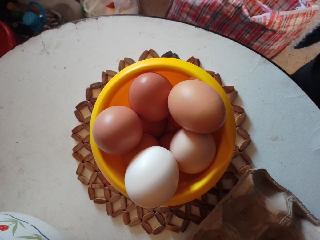Vând oua de casă