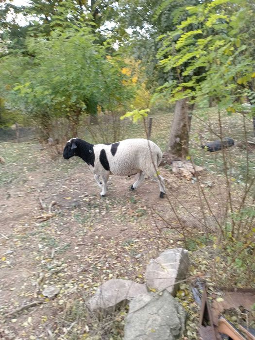 berbec  de prăsilă  rasa dorper