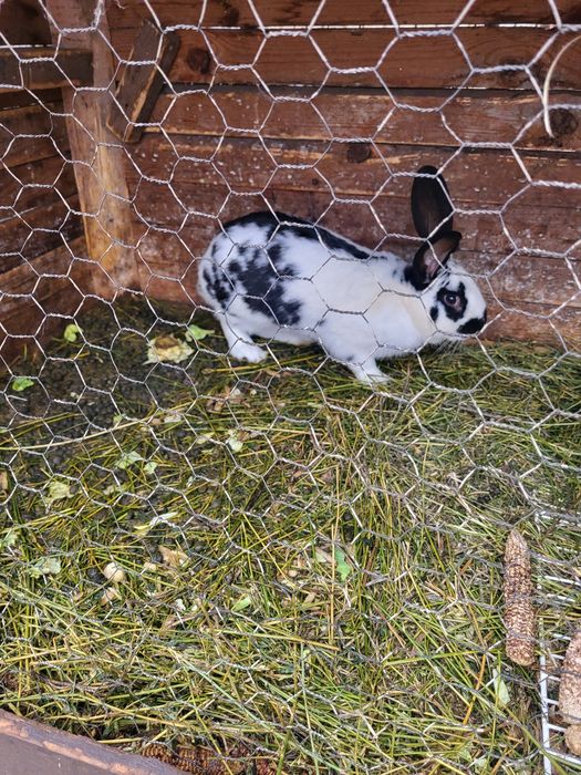 Vând iepuraș Fluture german