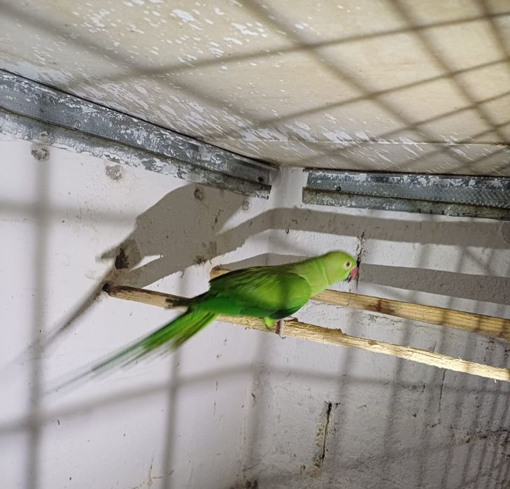 Papagal Micul Alexandru