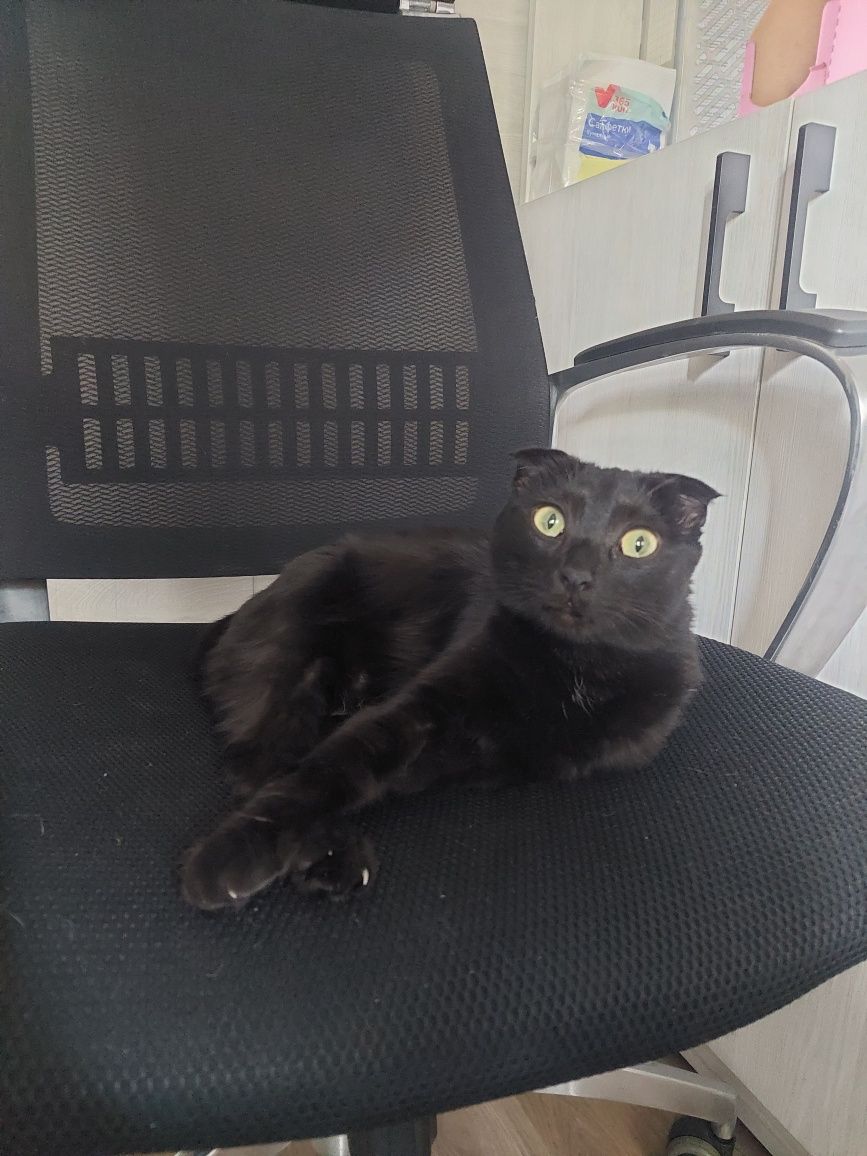 Кошка скоттиш фолд кастрированная. Ташкент