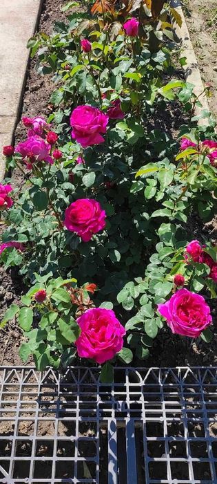 Floare de trandafir din soiul Damasc cu floarea mare - pt dulceata etc