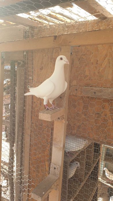 Ocazie! Vand 4 masculi voiajori de concurs cu origini foarte bune!