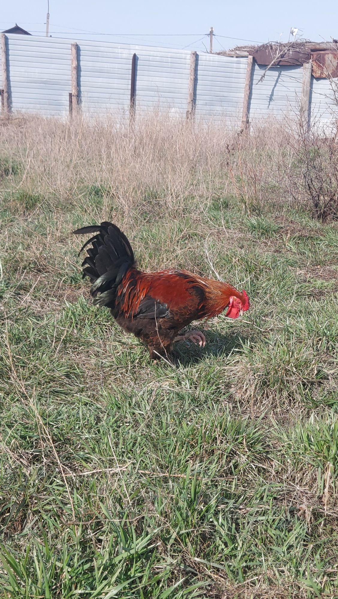 Продам петуха Амераукана, Марана