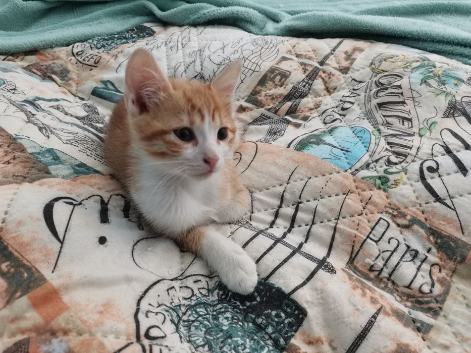 Пуханчета ТЪРСЯТ ДОМ