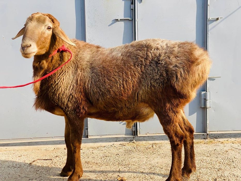 Кучкор сотилади!