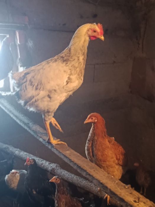 Продам курей (молодняк)