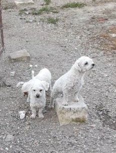 Catelusii Bichon Maltez!