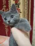 Котёнок - девочка