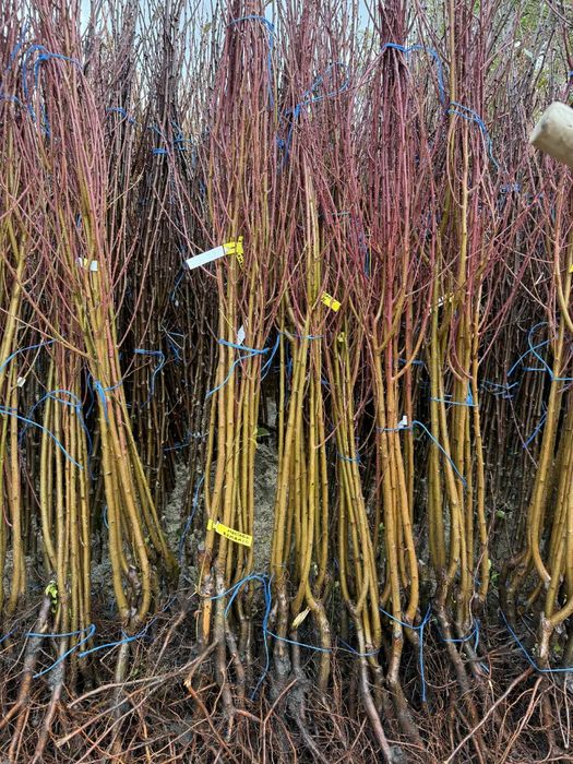 Vând Pomi fructiferi  anul 2