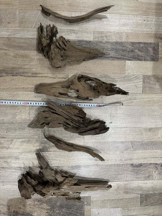 Мангрови корени