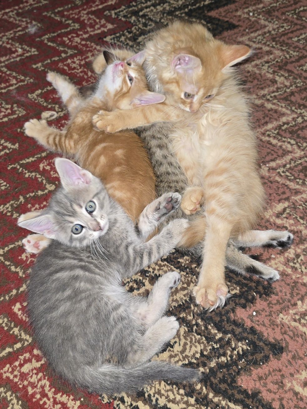 Неповторими котета, отглеждани с любов!