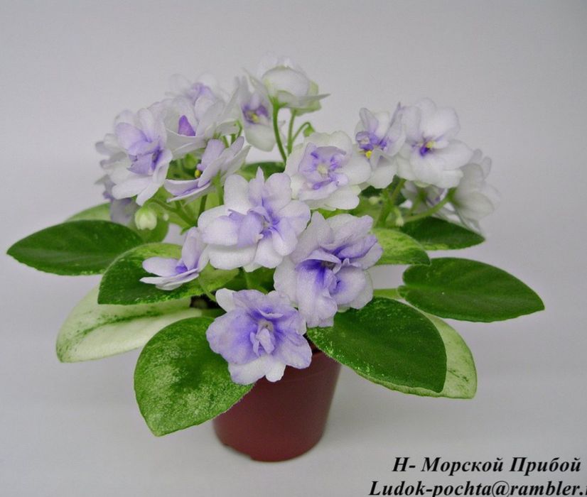 Сортовые мини-фиалки - детки миниатюрных сенполий