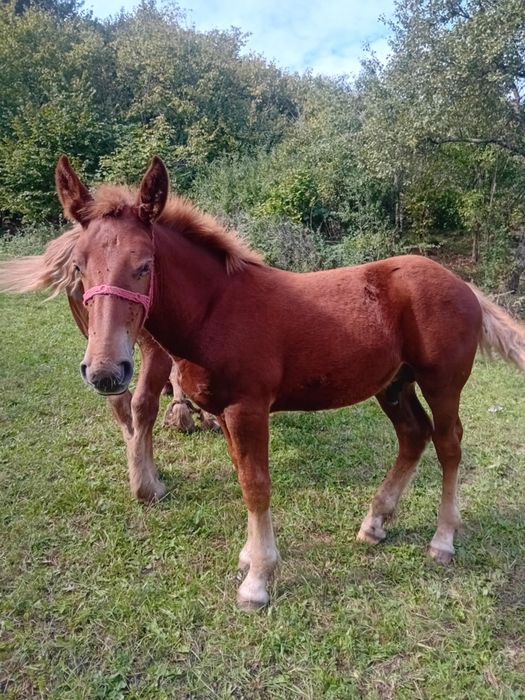 Vând  mânz de șase luni