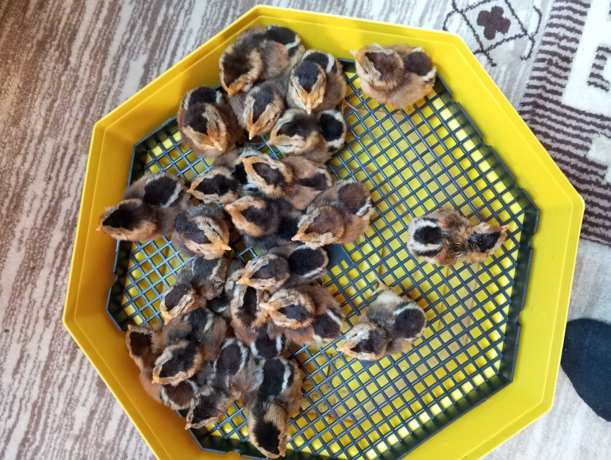 Pui Araucana Gat Auriu
