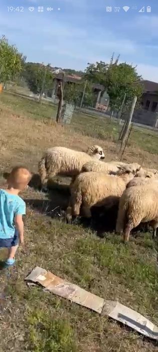 De vânzare zece miele