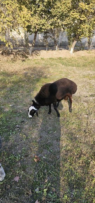 Qora qo'chqor sotiladi