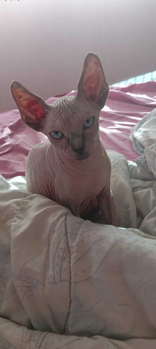 Бебе котенца на 3 месеца