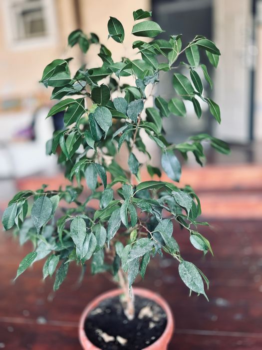 Фикус бенджиамина