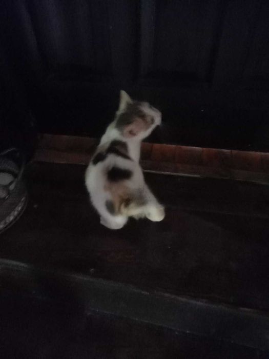 Подарявам 2 женски , домашни котета на 55 дни