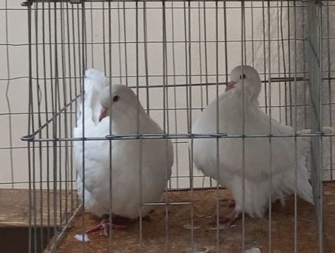 Vand sau schimb pereche mondaini