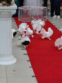 Porumbei albi evenimente