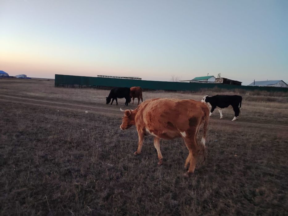 Обмен коровы на жабагы