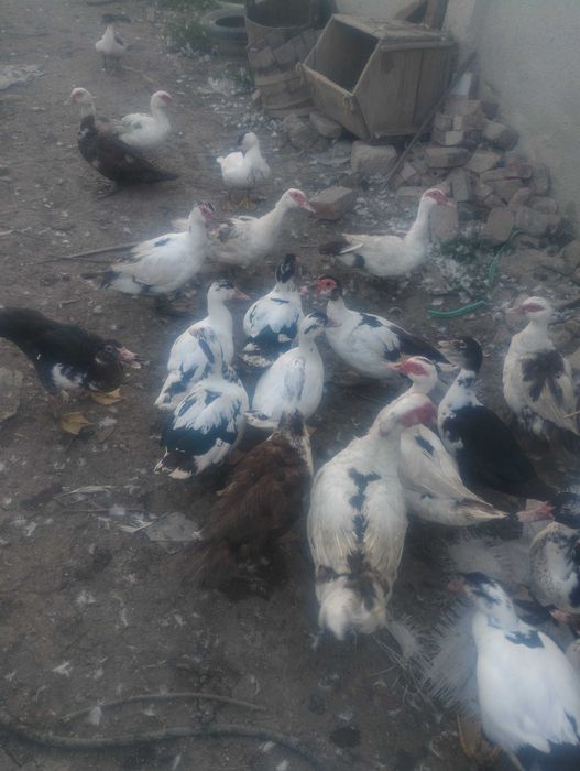 Rate leșești mature și pui