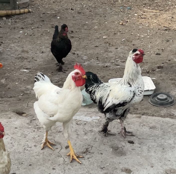 Juja Xo’rozlar sotiladi Qo’qonda 200-ming ikkalasi