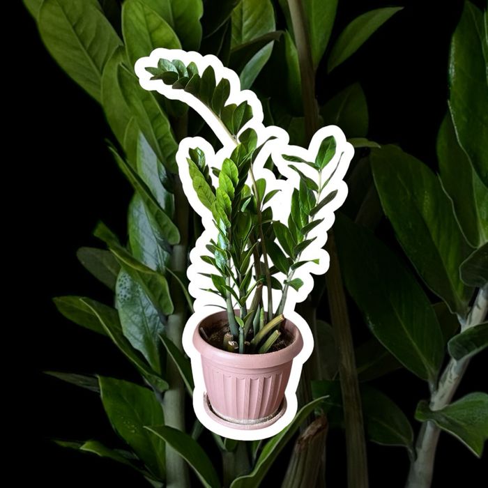 Доллоровое дерево