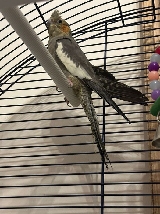 Vând cușcă mare+papagal Nimfa