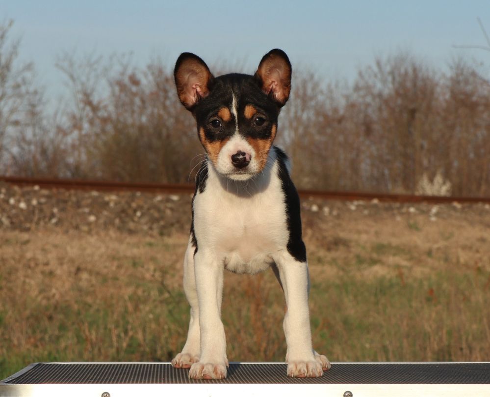 Basenji cu pedigree