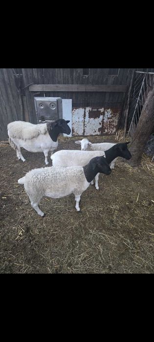 Oi rasa  Dorper , Capre Alpine