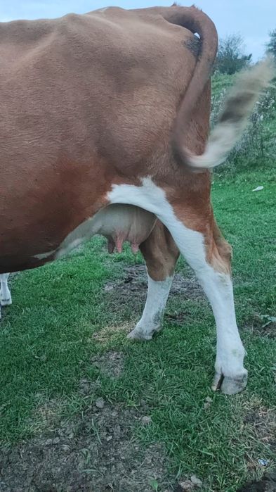 Vaca cu vitel garantata