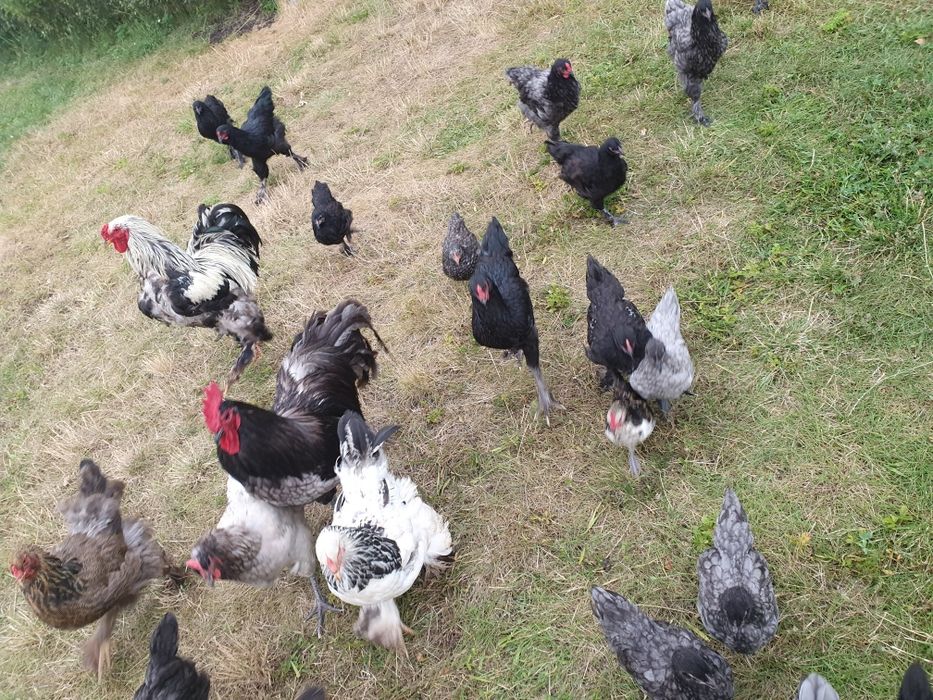Gaini Brahma si Australorp