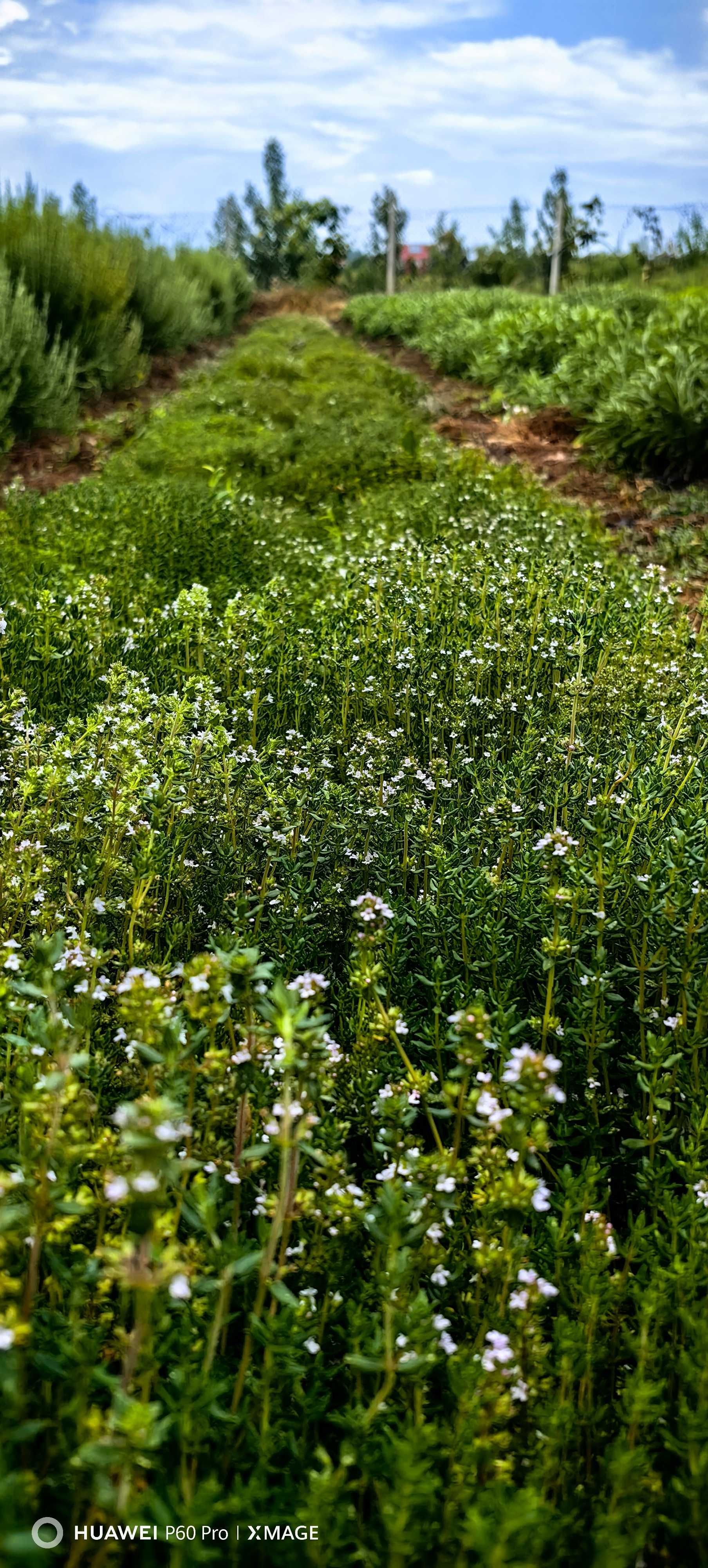 Plante aromatice: busuioc, rozmarin, salvie, oregano, cimbrisor