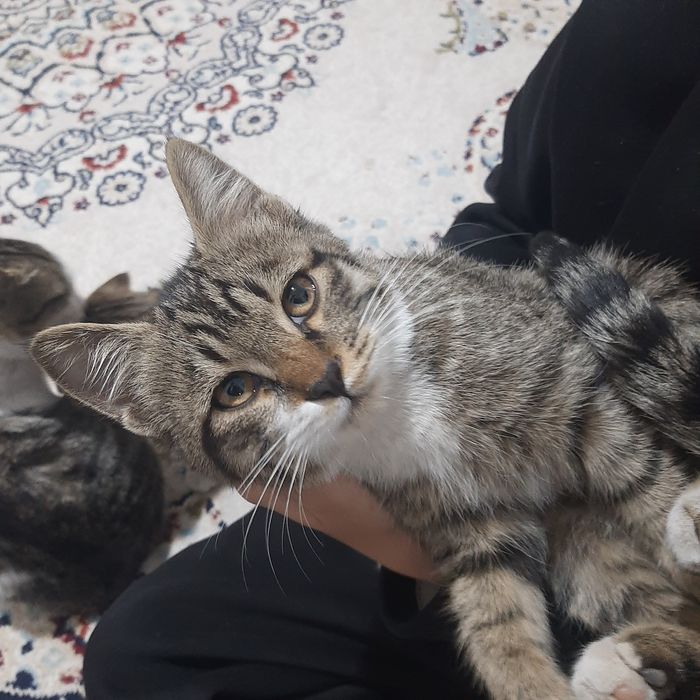 Котята. Мысык. Бесплатно. Шымкент