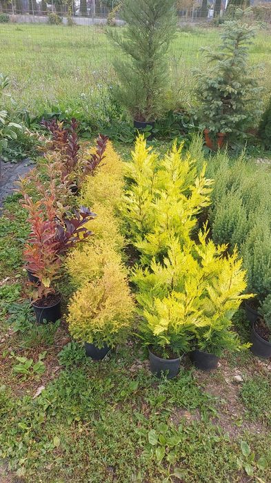 Tuia Spirala Plante ornamentale.